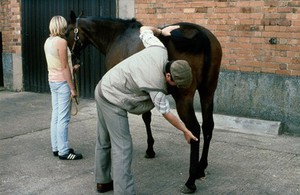 view Correct position of horse handler