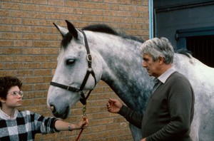 view Vet putting his hand on horse's head collar