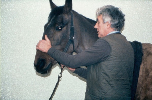 Vet with left hand on bridge of horse's nose