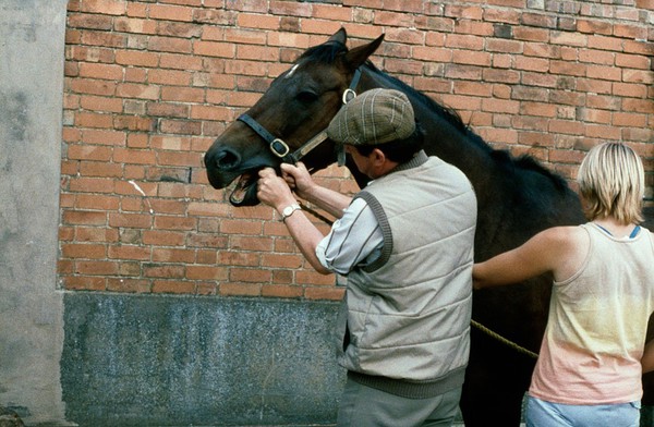Vet holds horse's tongue in the correct way
