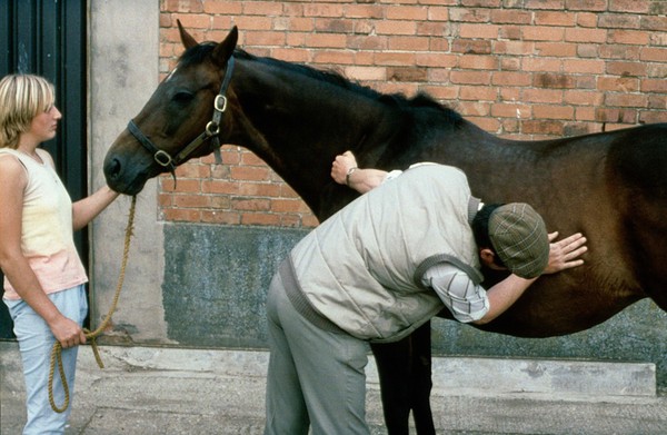 Horse being examined in painful area