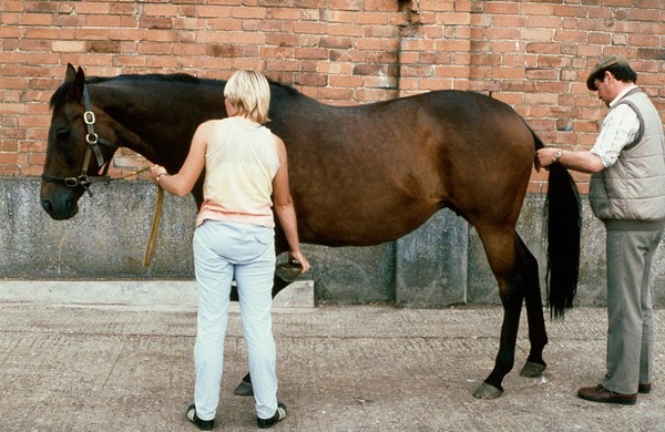 Horse being examined in hind-quarters