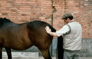 view Horse being examined in hind-quarters