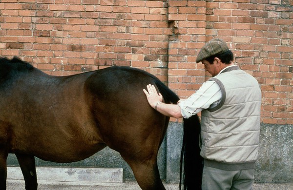 Horse being examined in hind-quarters