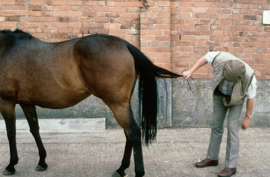 Examining the hind-quarters of a horse