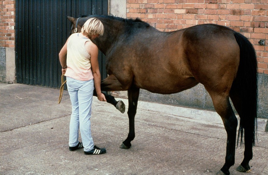 Holding a horse's leg up correctly - just above