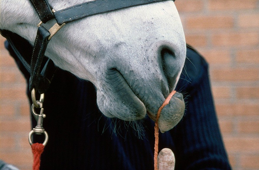 Badly-made twitch on a horse, badly applied.