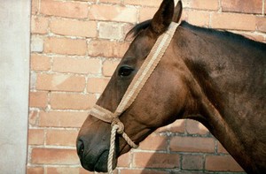 view Incorrectly applied rope halter on horse