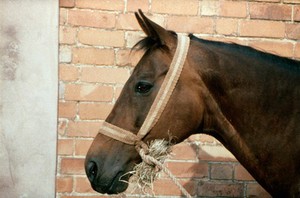 view Incorrectly applied rope halter on horse