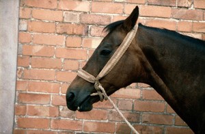 view Incorrectly applied rope halter on horse