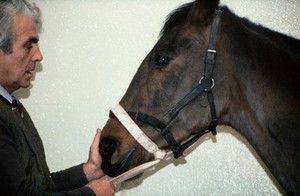 view Horse with head collar - restraint maximised