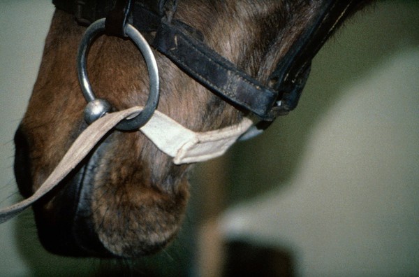 Simple bridle on a horse, with the rope attached