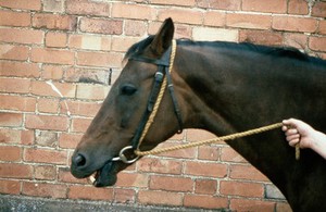 view Bridle restraint made more severe - gag