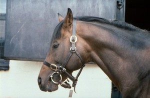 view Horse with head collar and bridle