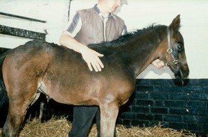 view Correct handling of a foal with head collar