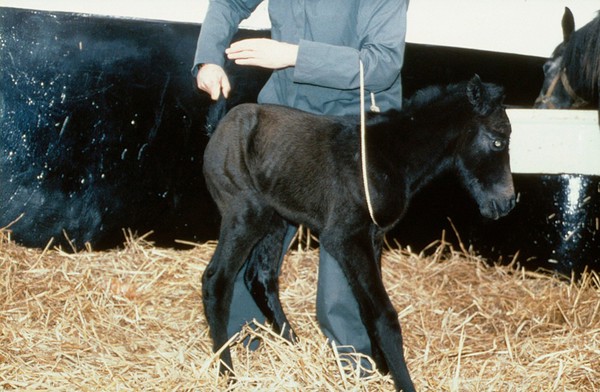 Correct handling of very young foal