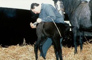 view Correct handling of very young foal - inject