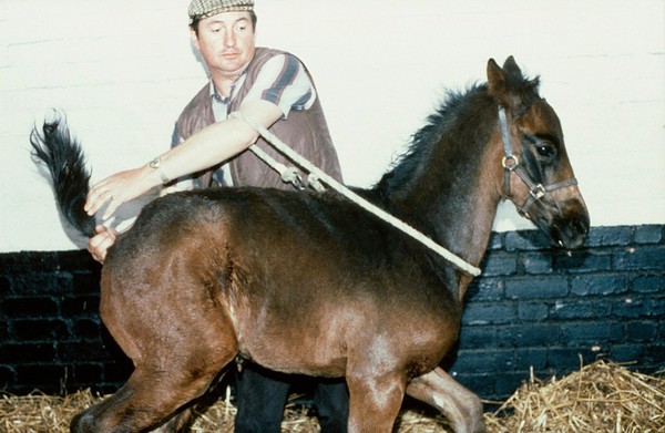 Foal with loop strap: handler not in control