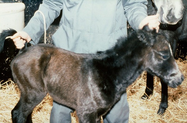 Foal with each and base of tail held