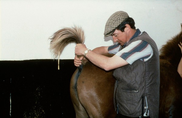 Correct way to handle foal's tail