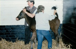 view Foal's tail incorrectly handled