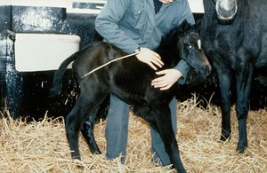 view Putting a loop of rope on a foal