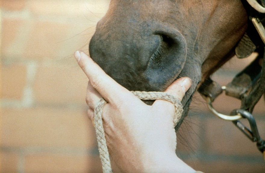 Slipping the twitch onto the upper lip of a horse.
