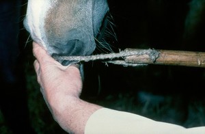 view Slipping the twitch onto the upper lip of a horse.