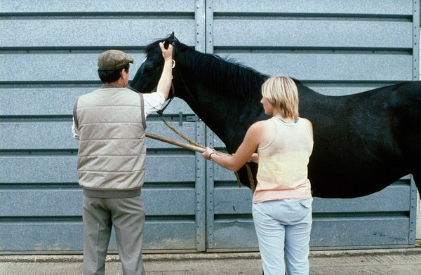 Horse handler twists the twitch handle