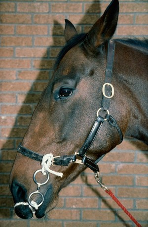 view Horse's head: double-ring twitch with loop