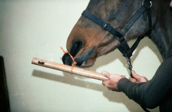 Horse with an improvised twitch