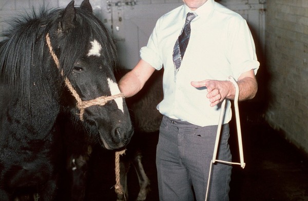 Horse and a metal clamp twitch