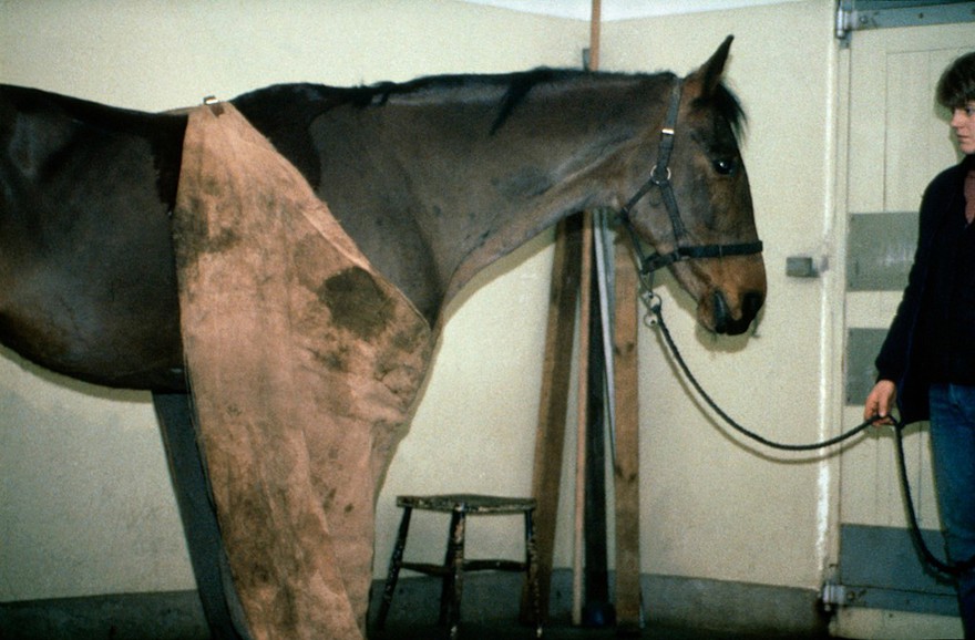 Stable rug hung like an apron on horse