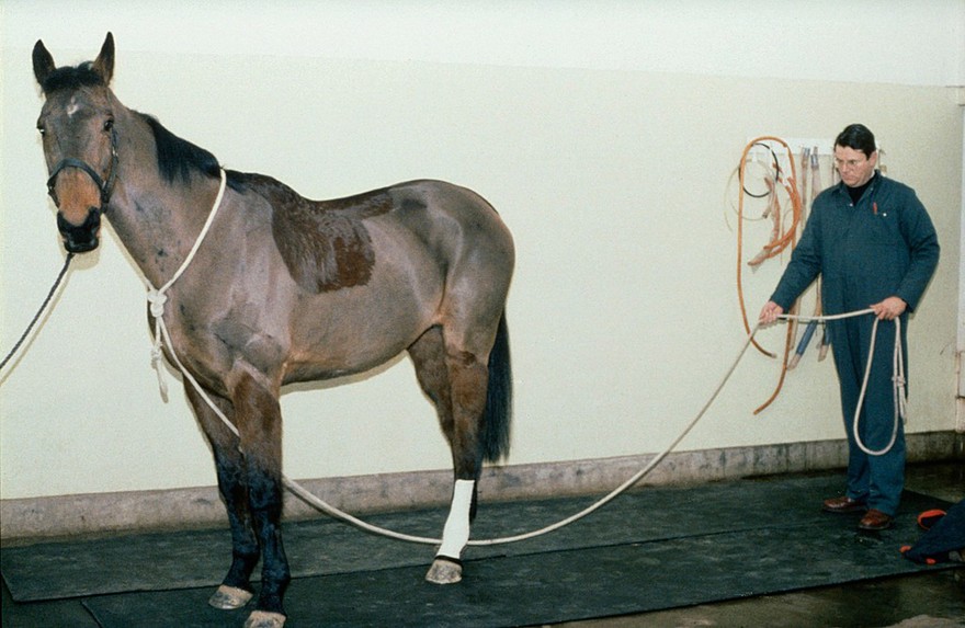 Horse on lead - ensured that loop big enough