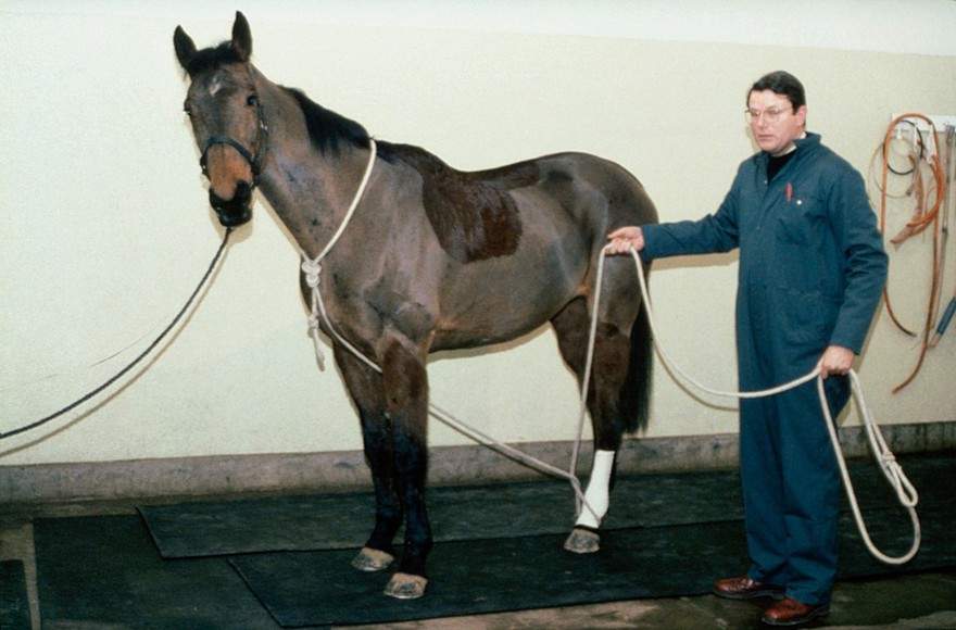 Horse on lead - rope being passed round body