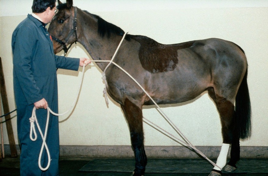 Horse on lead - rope being passed round body