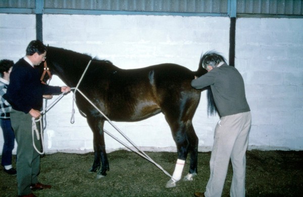 Rope around horse to prevent it from kicking