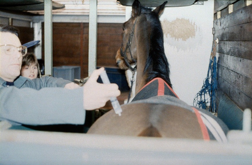 Horse restrained in horse-box for injection