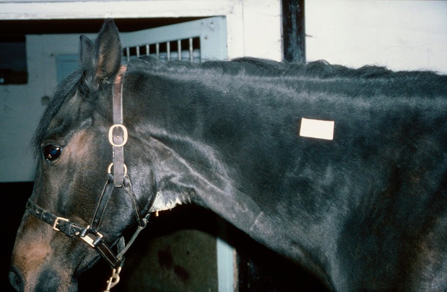 Site for intramuscular injection on horse