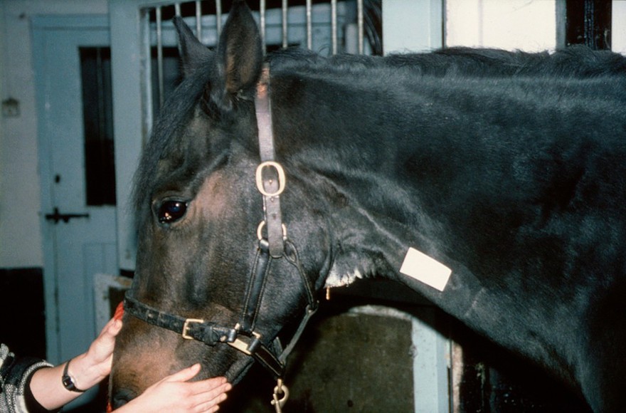 Giving intramuscular injection to a horse