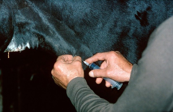 Intravenous injection in the neck of a horse