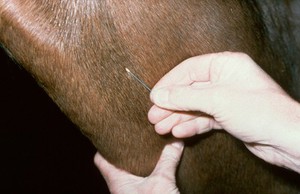 view Intravenous injection in the neck of a horse