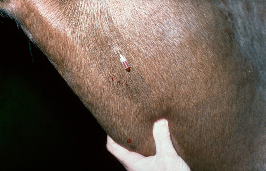 Intravenous injection in the neck of a horse