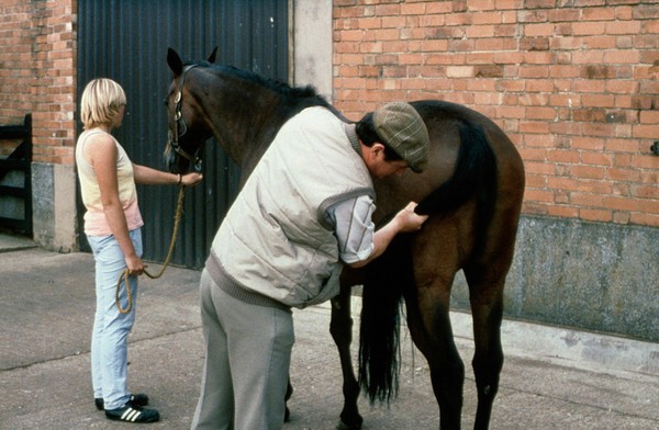 Vet examining horse's hind-end correctly