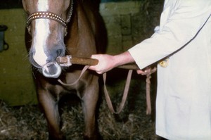 view Twitch applied correctly, but not lead rope