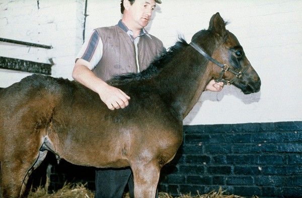 Correct handling of a foal