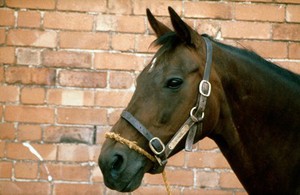 view Horse's lead rope applied incorrectly