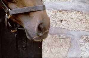 view Scar on horse due to twitch applied severely