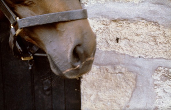 Scar on horse due to twitch applied severely