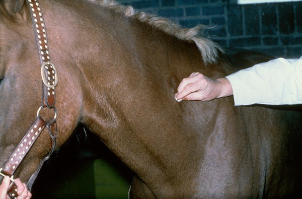 Intramuscular injection in horse's neck